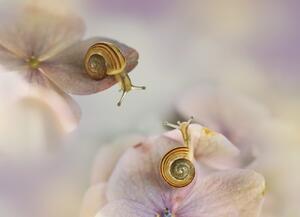 Umelecká fotografie Little snails, Ellen van Deelen, (40 x 30 cm)