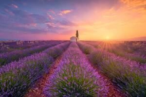 Ilustrácia France, Alpes-de-Haute-Provence, Valensole, lavender field at, Westend61