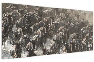 Obraz - Stádo pakoňov (120x50 cm)
