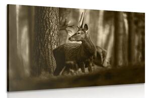 Obraz jeleň v borovicovom lese v sépiovom prevedení Varianta: 60x40