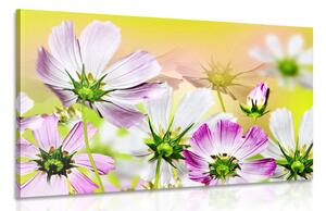 Obraz letné kvety Varianta: 60x40