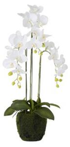 Orchidea biela v kvetináči 2ks set dekorácia MODERN LUXURY
