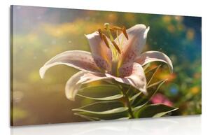 Obraz nádherný kvet s retro nádychom Varianta: 90x60