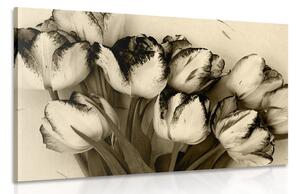 Obraz jarné tulipány v sépiovom prevedení Varianta: 60x40