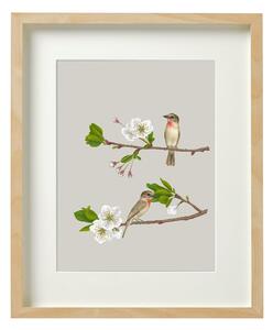 ROSE-THROATED BECARD – A2