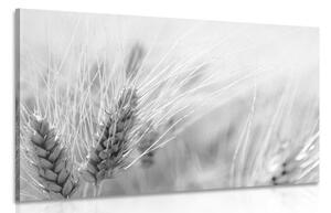Obraz pšeničné pole v čiernobielom prevedení Varianta: 120x80