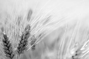 Obraz pšeničné pole v čiernobielom prevedení Varianta: 60x40