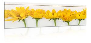 Obraz nádherné žlté kvety Varianta: 150x50