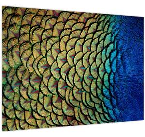 Sklenený obraz - Pávie perie (70x50 cm)