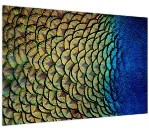 Obraz - Pávie perie (90x60 cm)