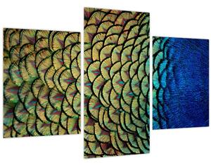 Obraz - Pávie perie (90x60 cm)