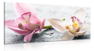 Obraz kvety orchidey