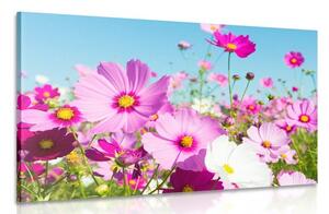 Obraz lúka jarných kvetov Varianta: 60x40