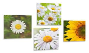 Set obrazov lúčne kvety Varianta: 4x 40x40