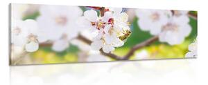 Obraz kvety stromu v jarnom období Varianta: 150x50
