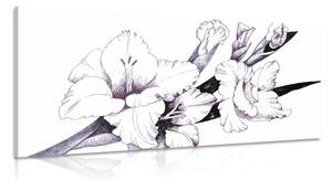 Obraz ilustrácia kvitnúceho gladiolu Varianta: 100x50