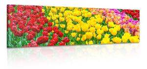 Obraz záhrada plná tulipánov Varianta: 150x50