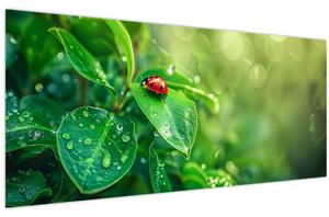 Obraz - Lienka (120x50 cm)