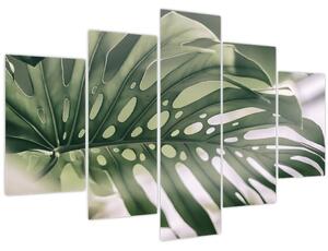 Obraz - List monštier (150x105 cm)
