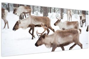Obraz - Soby (120x50 cm)