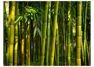 Fototapeta - Ázijský bambusový les + zadarmo lepidlo - 200x154
