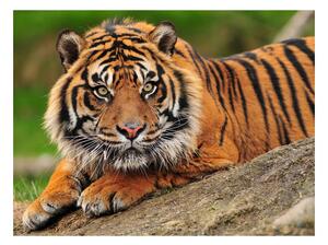Fototapeta - Tiger sumatranský