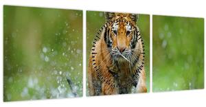 Obraz - Bežiaci tiger (s hodinami) (90x30 cm)