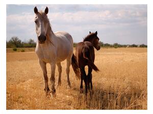 Fototapeta - Kôň a žriebätko