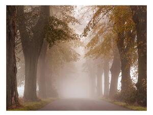 Fototapeta - Stromořadí v hmle