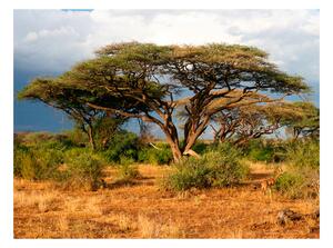 Fototapeta - Národná rezervácia Samburu, Keňa + zadarmo lepidlo - 200x154