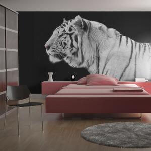 Fototapeta - Biely tiger + zadarmo lepidlo - 200x154