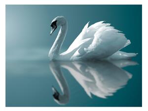 Fototapeta - Biela labuť