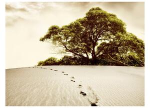 Fototapeta - Strom v púšti