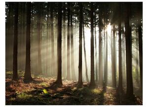 Fototapeta - Ihličnatý les