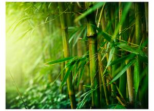 Fototapeta - Džungľa - bambus + zadarmo lepidlo - 400x309