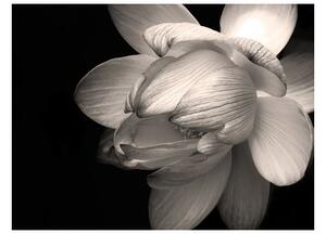 Fototapeta - Kvet lotosu
