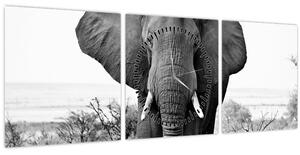 Obraz - Slon africký II. (s hodinami) (90x30 cm)