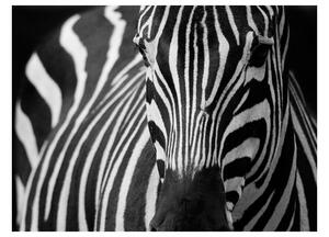 Fototapeta - Zebra
