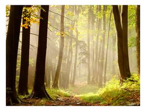 Fototapeta - Tajomná lesná cesta
