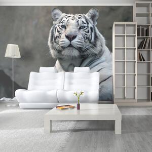 Fototapeta - Bengálsky tiger v zoo + zadarmo lepidlo - 200x154