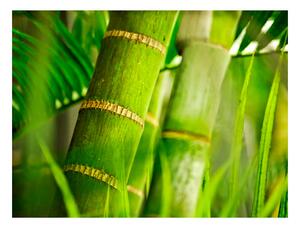 Fototapeta - Bambus - detail