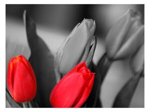 Fototapeta - Červené tulipány na čiernom a bielom pozadí