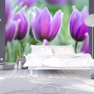 Fototapeta - Fialové jarné tulipány + zadarmo lepidlo - 200x154