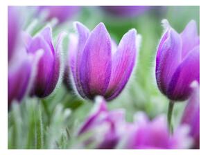 Fototapeta - Fialové jarné tulipány