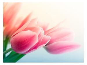 Fototapeta - Jar a tulipány + zadarmo lepidlo - 200x154