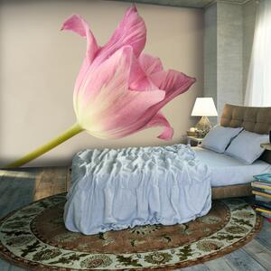 Fototapeta - Ružový tulipán + zadarmo lepidlo - 200x154
