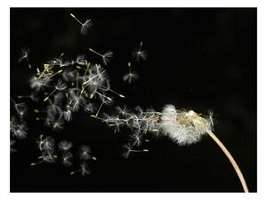 Fototapeta - Semená púpavy vo vetre