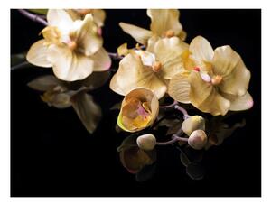 Fototapeta - Orchidey v béžovej