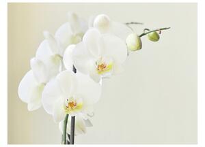 Fototapeta - Biela orchidea III