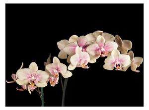 Fototapeta - Kvitnúca orchidea